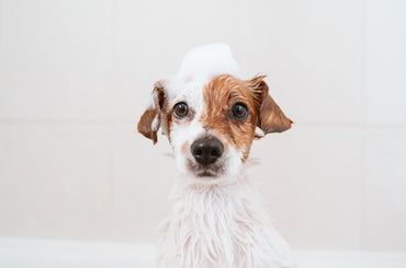 Dog Bathing 101 (9 Dog Bathing Tips)